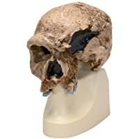 Los mejores  - 3B Scientific VP753-1 Réplica del Cráneo del Homo Steinheimnensis- Berkhemer- 1936